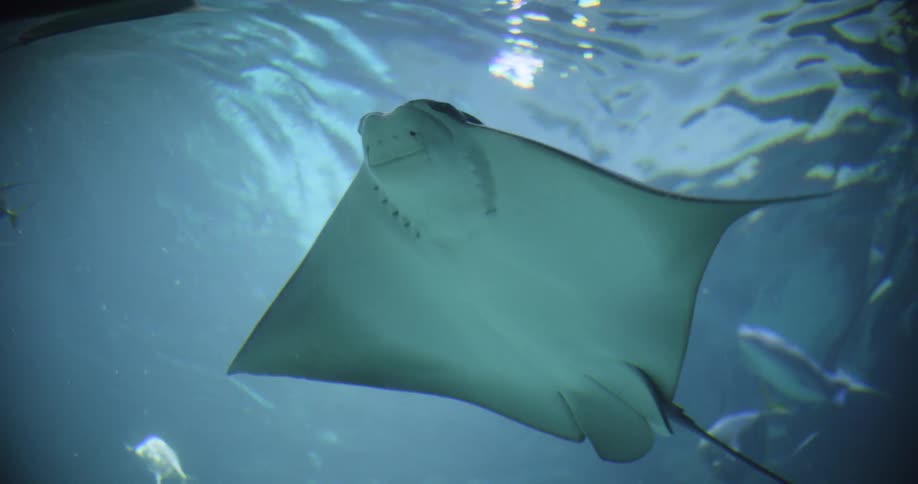 Stingray floats in an aquarium as fish swim all around