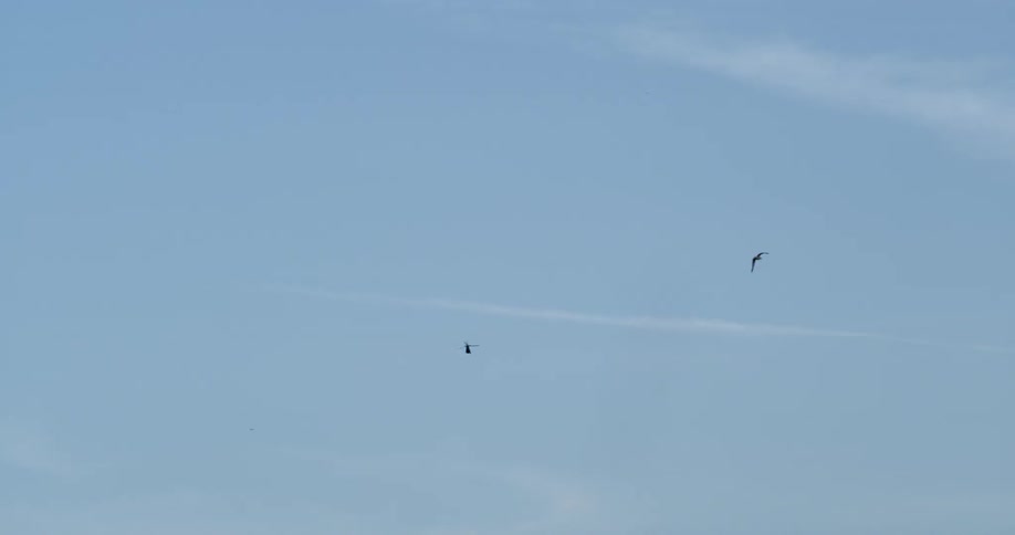 Helicopter flies in the sky and a bird passes overhead