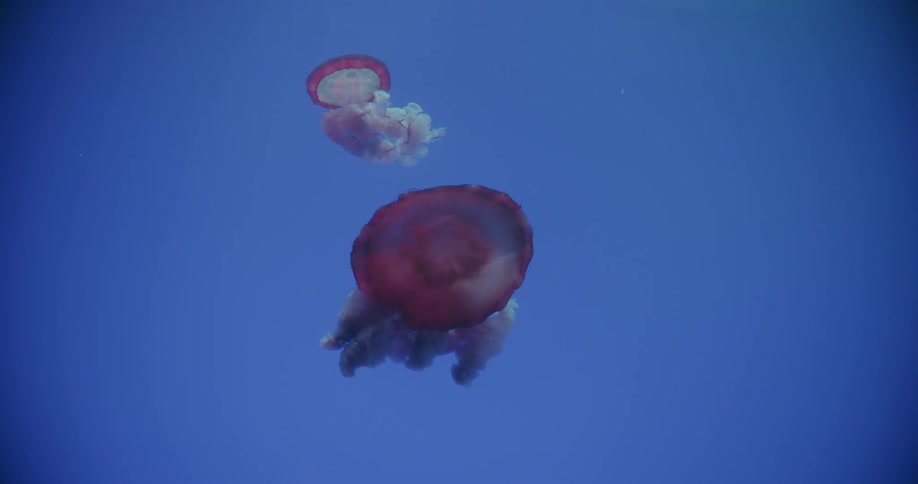 Jellyfish swim in the ocean