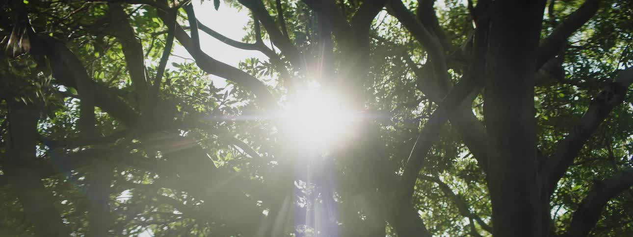 Sunlight shines through a tree