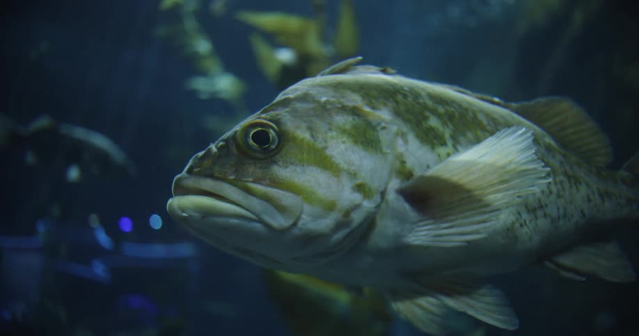Sunlight shines through the water on a fish