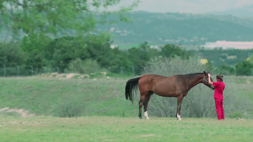 A woman is standing in a field stroking a horse's head in daylight