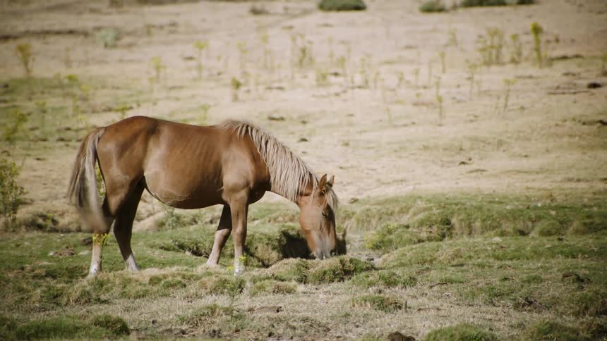 A horse grazes in a rural field