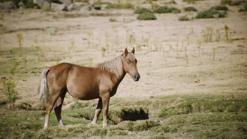 A horse grazes in a rural field
