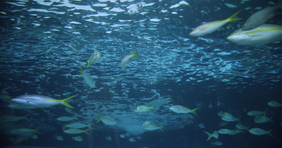 Fish swim in an ocean