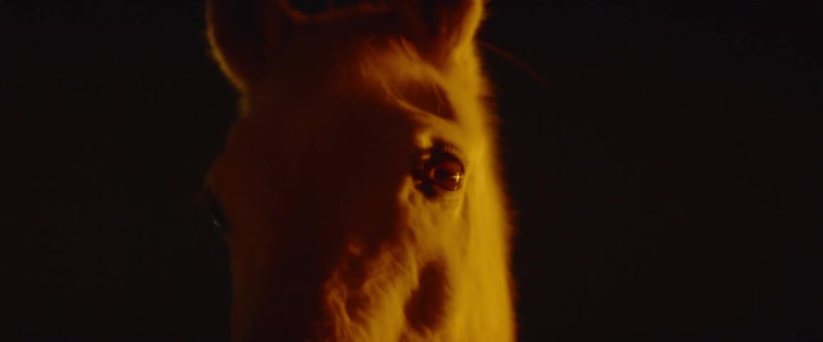 Horse stands outside at night