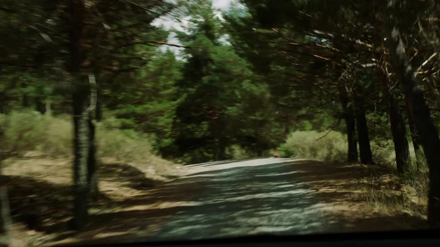 A car drives on a forest road