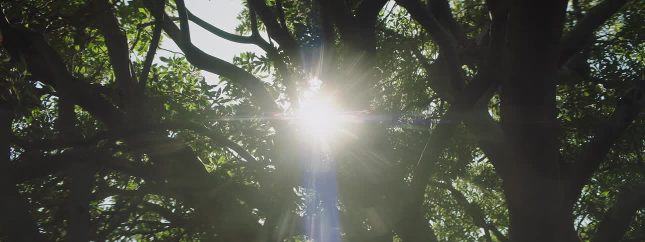 The sunlight shines and glares through the tree branches