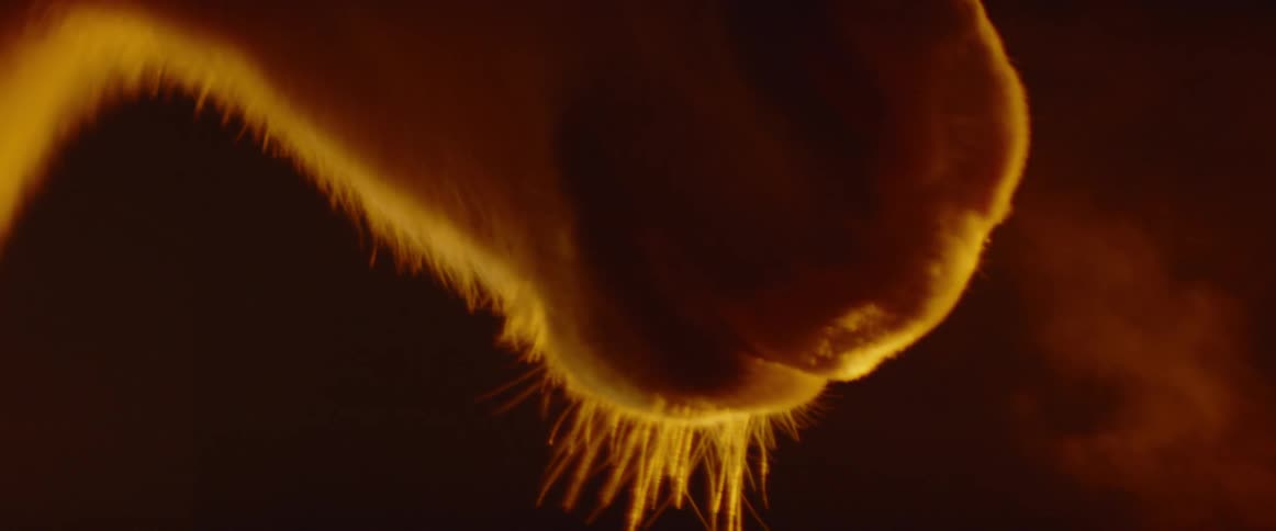 Horses muzzle blowing out breath into the cold night air