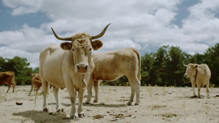 Cattle stand in a rural field