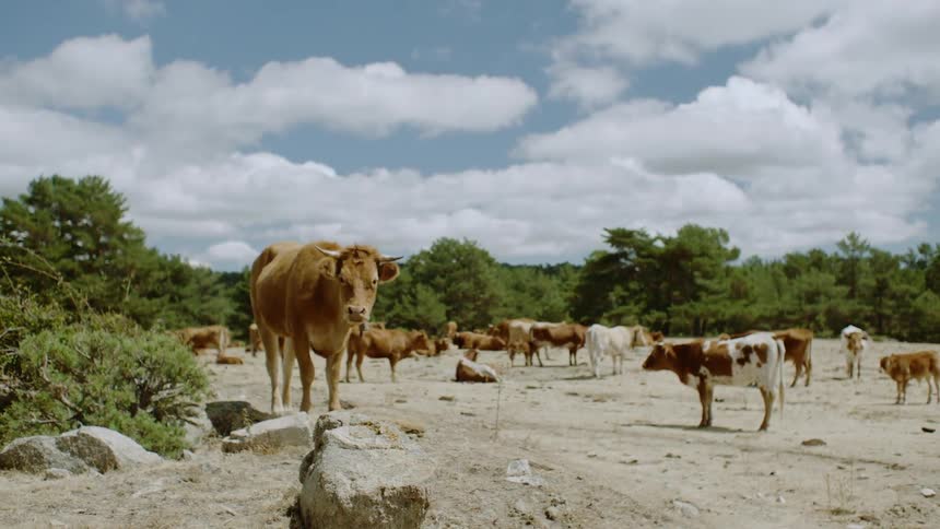 Cows stand in a rural field