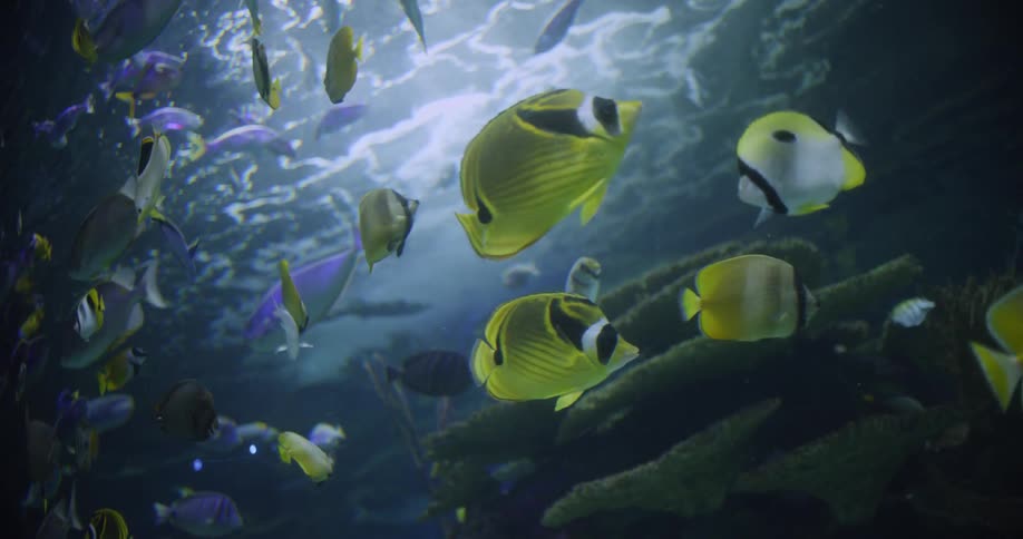 Fish swim in the ocean