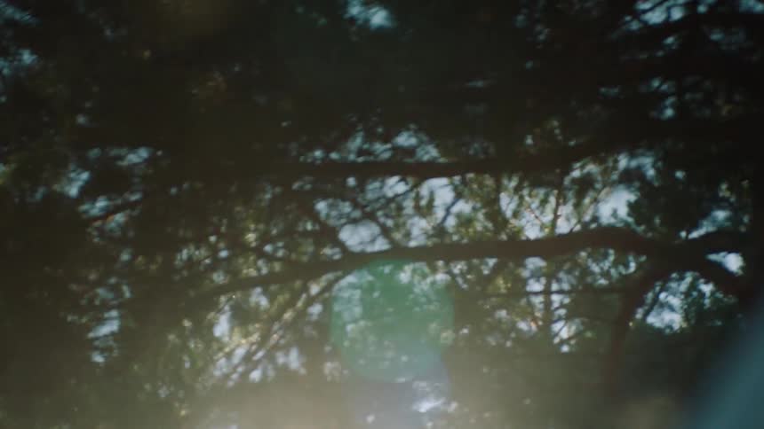 A car drives by tall trees