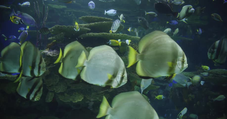 Fish swim in the ocean