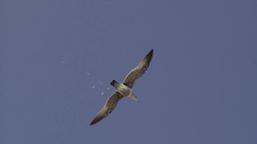 Bird goes to the bathroom as it flies high in a clear sky