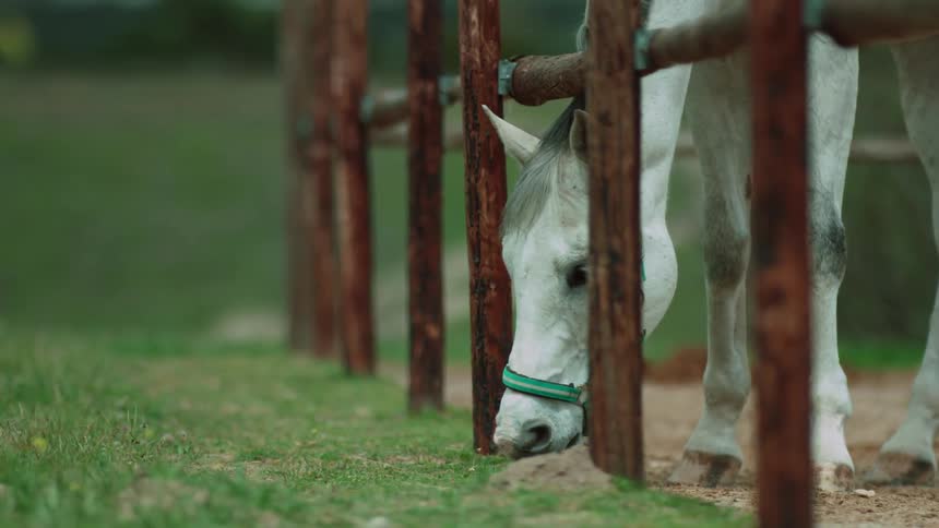 A horse eats grass in a paddock
