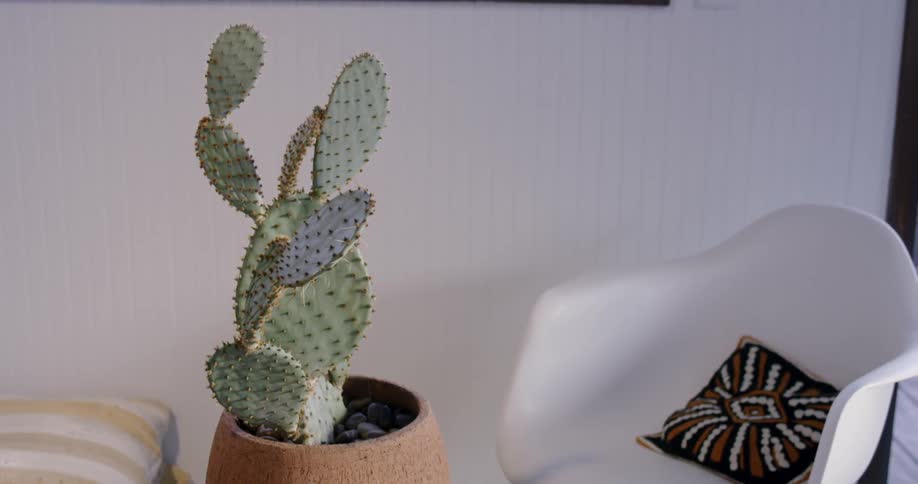 A cactus is standing in a planter inside a home in daylight