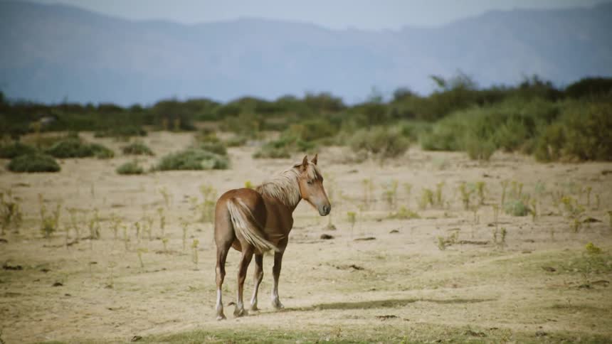 Horse standing in sunny pasture is flipping its tail back and forth