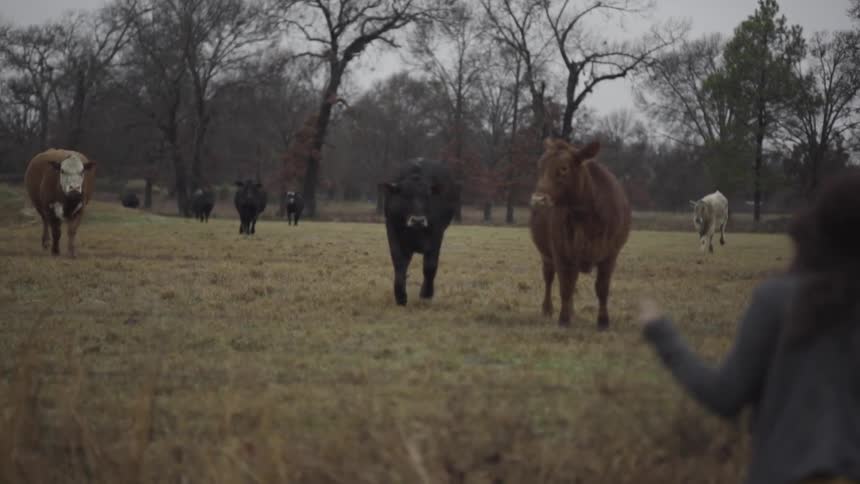 Cows run towards a woman in a pasture