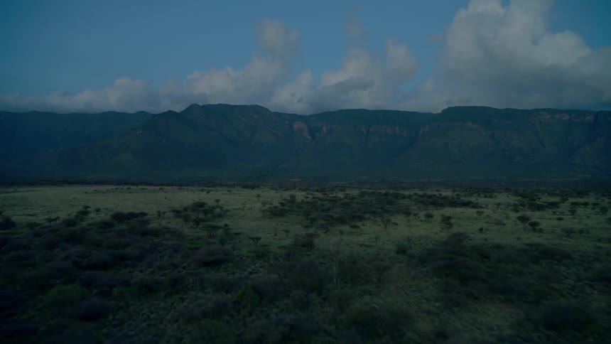 Field of trees and bushes sit near the mountains under a blue sky