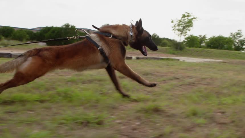 The dog races ahead with a harness hanging behind