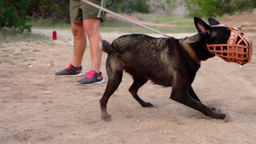 A muzzled dog pulls on its leash