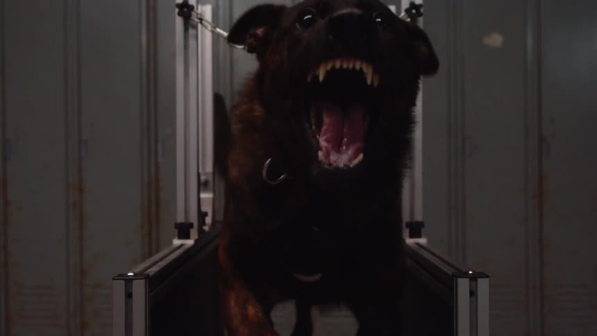 A dog runs and lunges on a treadmill