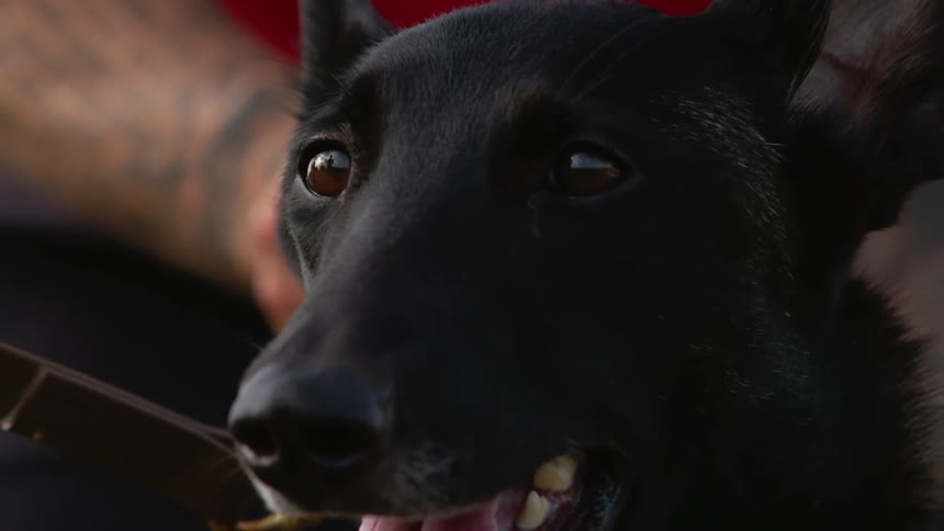A leashed dog sits outside with his mouth open and looking around