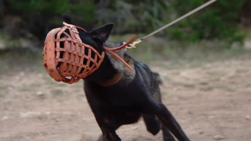 A handler holds back a lunging muzzled dog