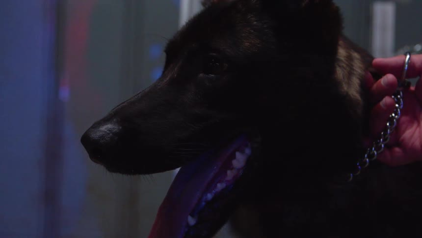 A man holds the leash of the dog