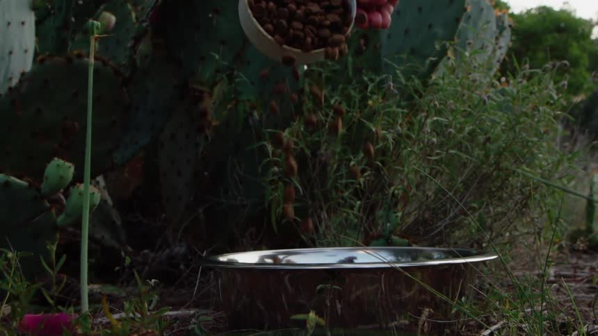 Dog food being poured into a feeding bowl outdoors