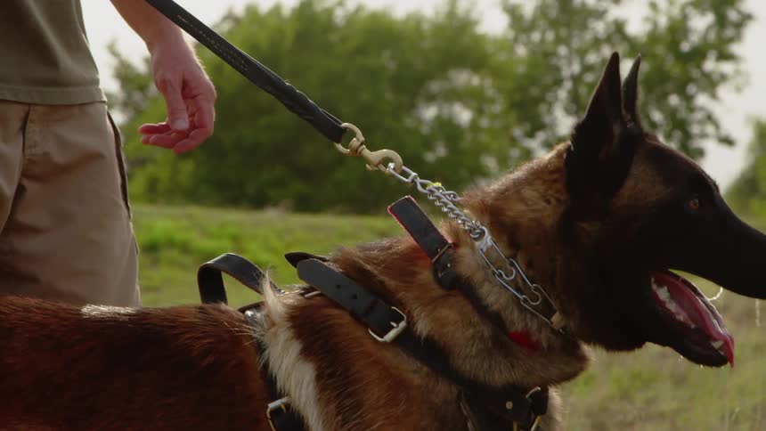 Guard dog being held back on a leash by its trainer outdoors