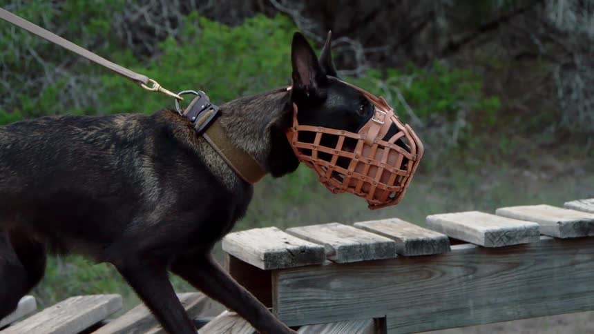 A dog is ready to attack with a mask over his face