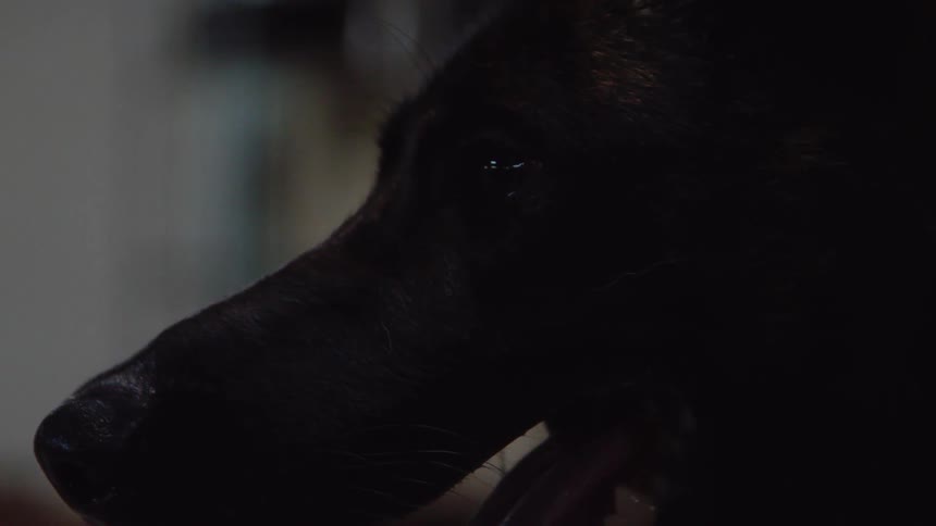 Thin dog panting indoors in a dark area