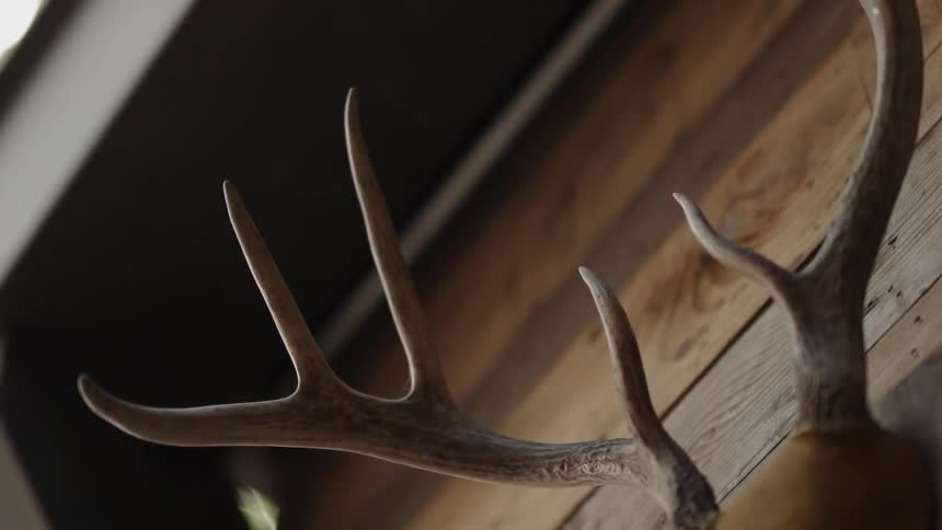 A deer head is mounted onto a wall