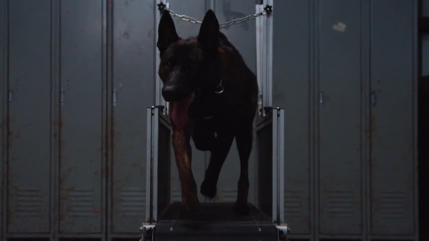 A dog is running on a treadmill inside a locker room