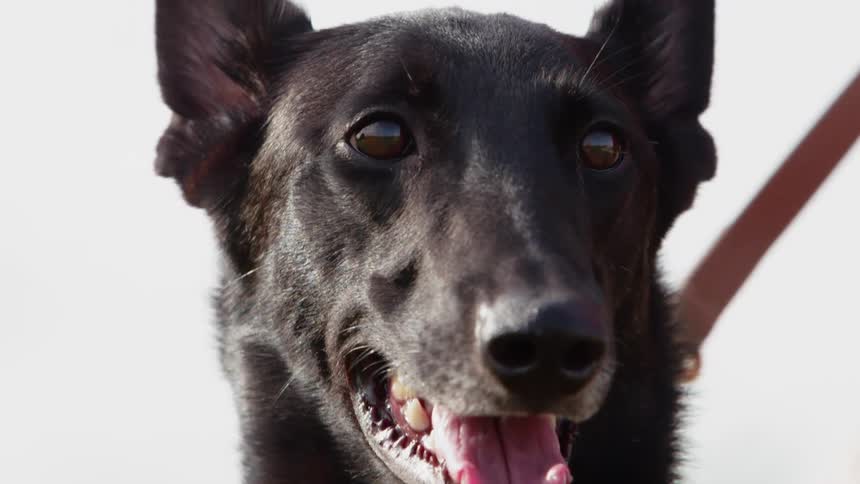 A dog on a leash looks around with his mouth open