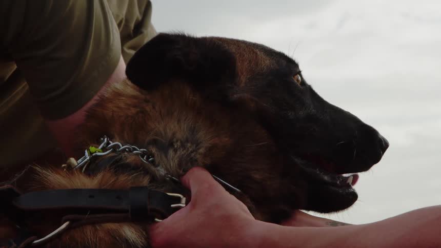 Guard dog being handled by his trainers on a cloudy day