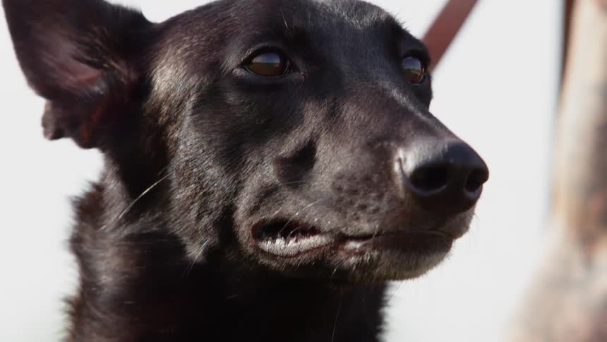 A dog is petted outside while on a leash