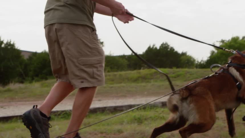 A man is walking a dog who is jumping all over