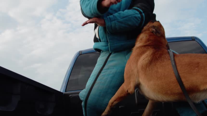 Guard dog attacking a trainer that is wearing padding for protection in the back of a pickup on a cloudy day