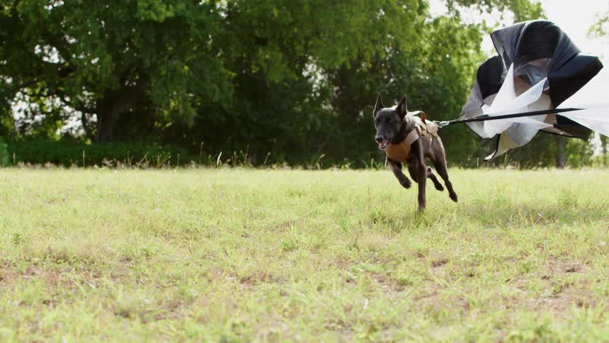 A dog runs while pulling a parachute