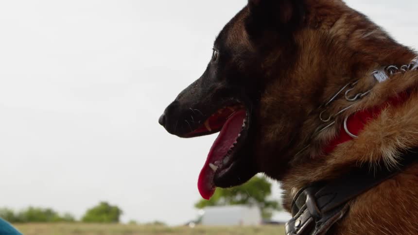 A dog looks ahead with its tongue hanging out