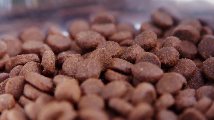 Dog kibble in a bowl