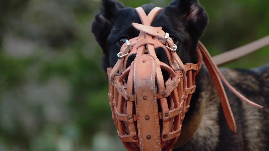 A dog wears a muzzle