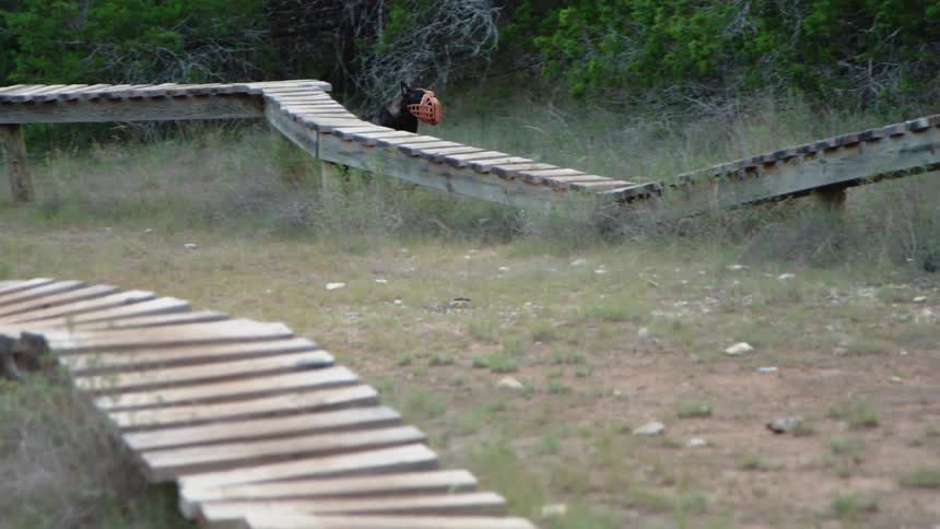 A dog wearing a muzzle runs through grass around a wooden walkway
