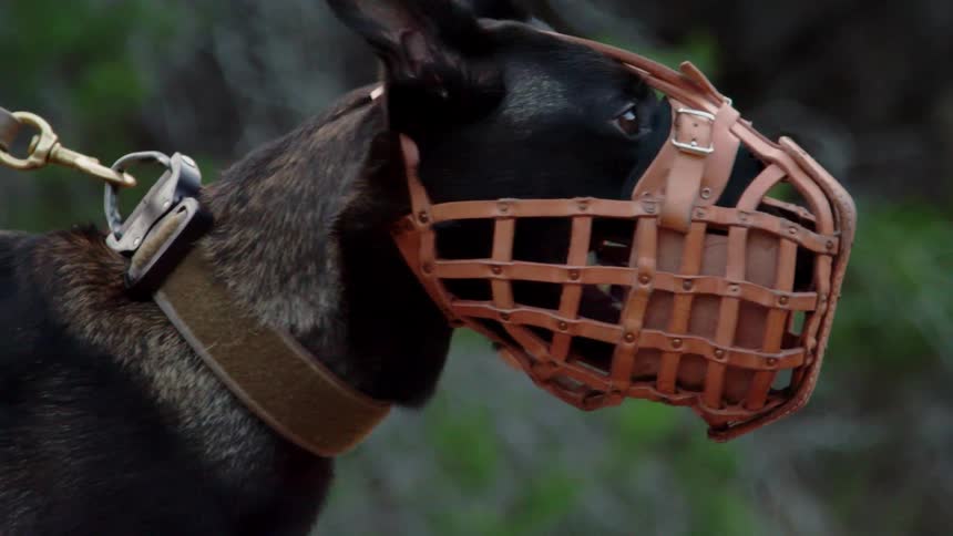 Dog on a leash with a muzzle on its mouth