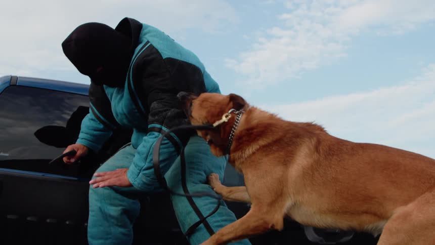 A man is being pulled around by a dog