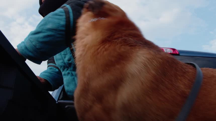 A dog bites the person's arm and pulls