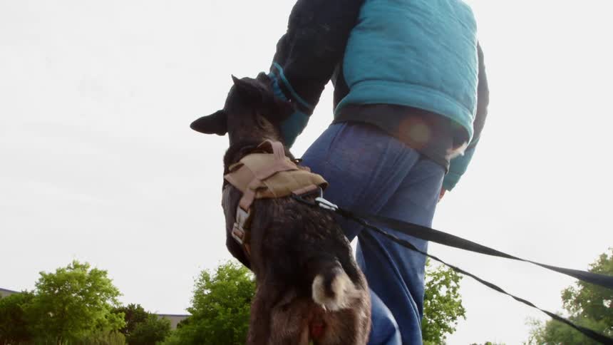A dog grabs onto a mans arm